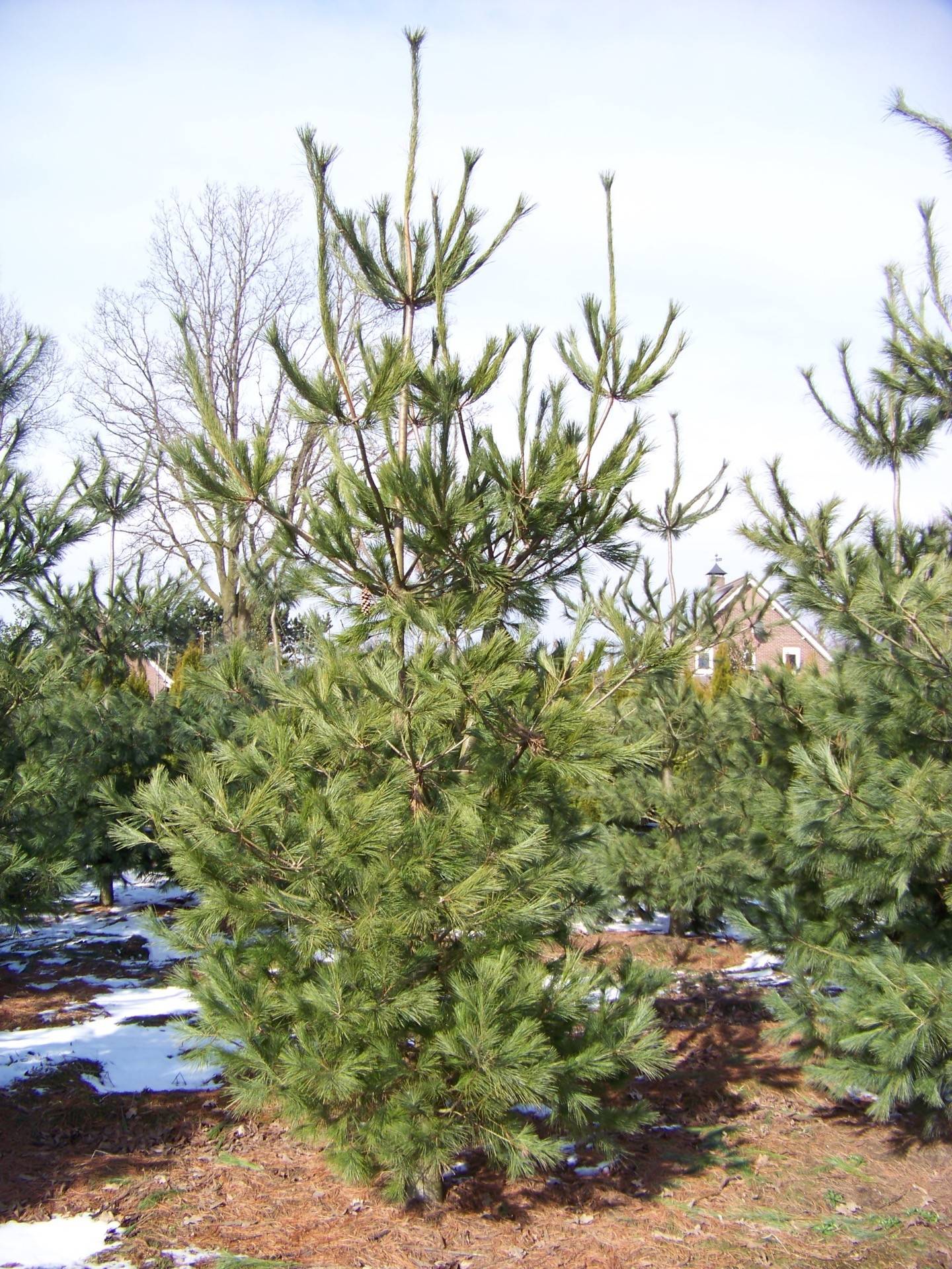Pinus strobus_06